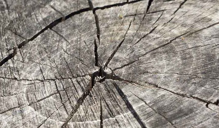 Il legno